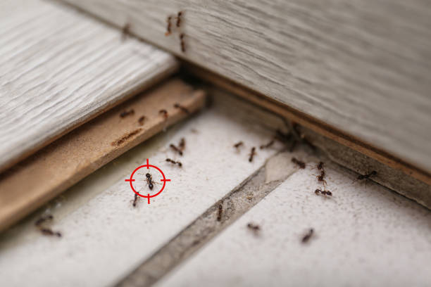 Best Best Pest Control Companies  in Hutto, TX