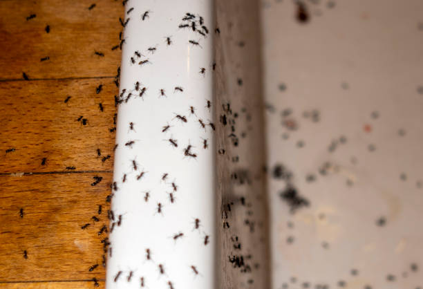 Pest Control for Restaurants in Hutto, TX