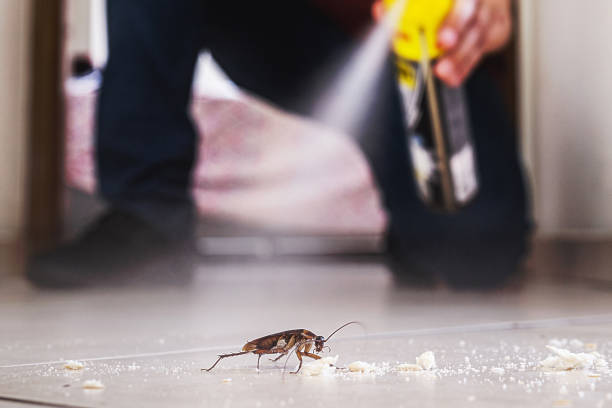 Best Cockroach Control Services  in Hutto, TX