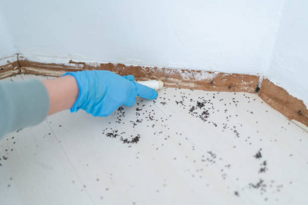 Best Wasp Removal Services  in Hutto, TX