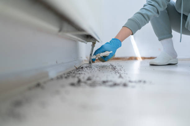 Best Affordable Pest Control Services  in Hutto, TX